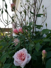 Close-up of rose blooming outdoors