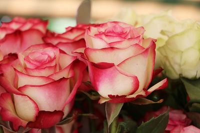 Close-up of rose bouquet