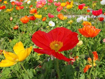 Close-up of red poppy flowers blooming in field