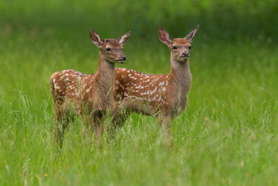 Deer standing on field