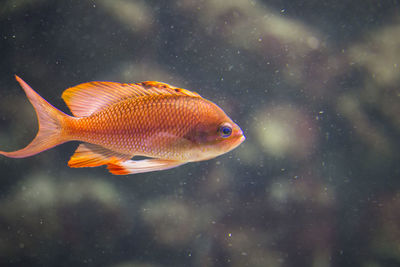 Close-up of fish swimming in sea