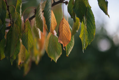 Close-up of fresh green leaves on plant