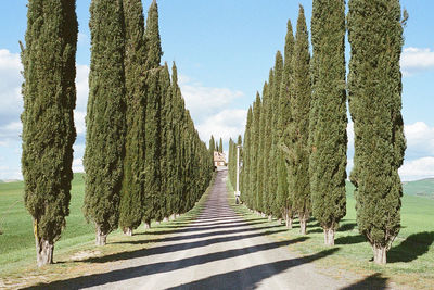 Panoramic view of road amidst trees against sky