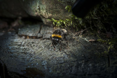 Close-up of bee