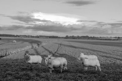 Sheep in a field