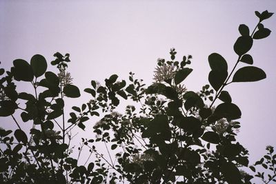 Low angle view of silhouette trees against sky