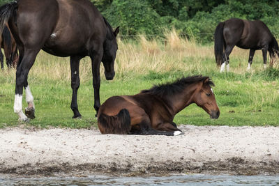 Horses on field