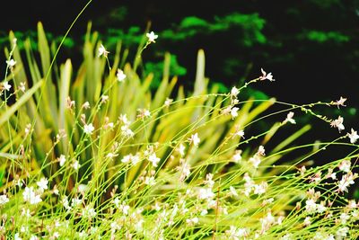 Close-up of fresh green plant