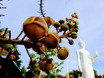 Low angle view of fruits on tree against sky