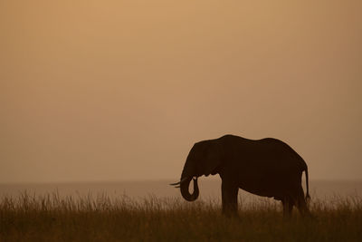 Silhouette of a horse on field during sunset