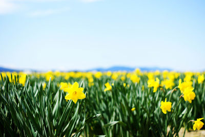 Yellow flowers growing in field