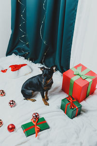 Dog sitting on bed at home