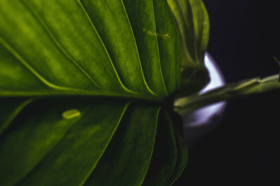 Close-up of fresh green leaf against black background