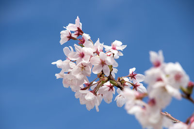 Low angle view of cherry blossoms against blue sky