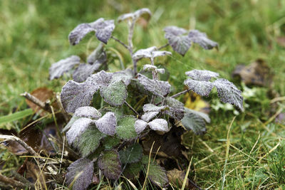 Close-up of plants growing on field during winter