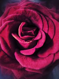 Close-up of red rose blooming outdoors