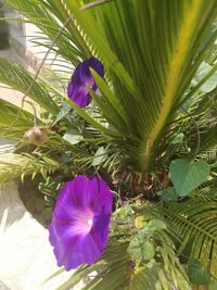 Close-up of purple flower blooming outdoors