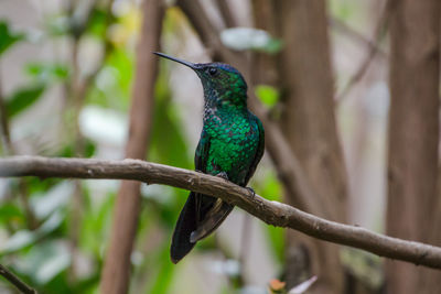 Close-up of bird perching on tree