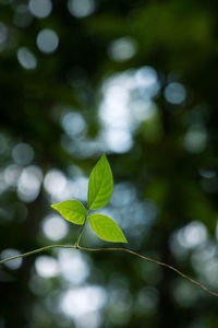 Close-up of fresh green leaves