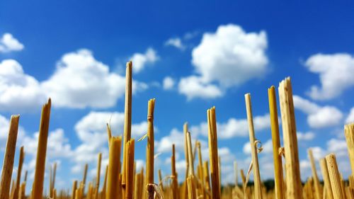 Close-up of plant stems at agricultural field against sky