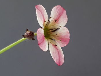 Close-up of pink flower against white background