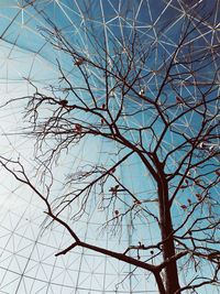 Low angle view of bare tree against blue sky