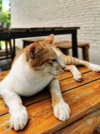 Cat resting on wooden table