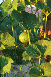 Close-up of fruit growing on tree