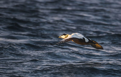 Close-up of bird flying over sea