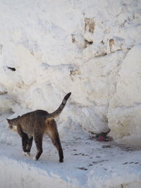 Side view of a cat on snow