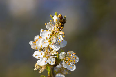 Close-up of white cherry blossom