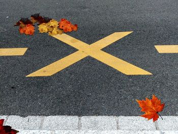 High angle view of yellow maple leaves on road