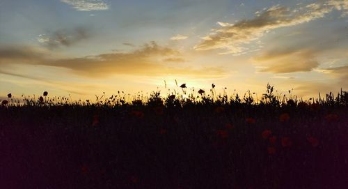 Plants growing on field against sky during sunset