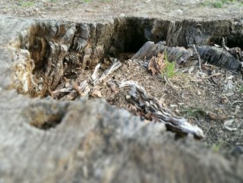 Close-up of log on tree trunk