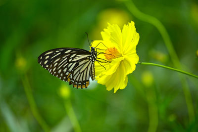 Butterflies are swarming flowers in the flower garden.