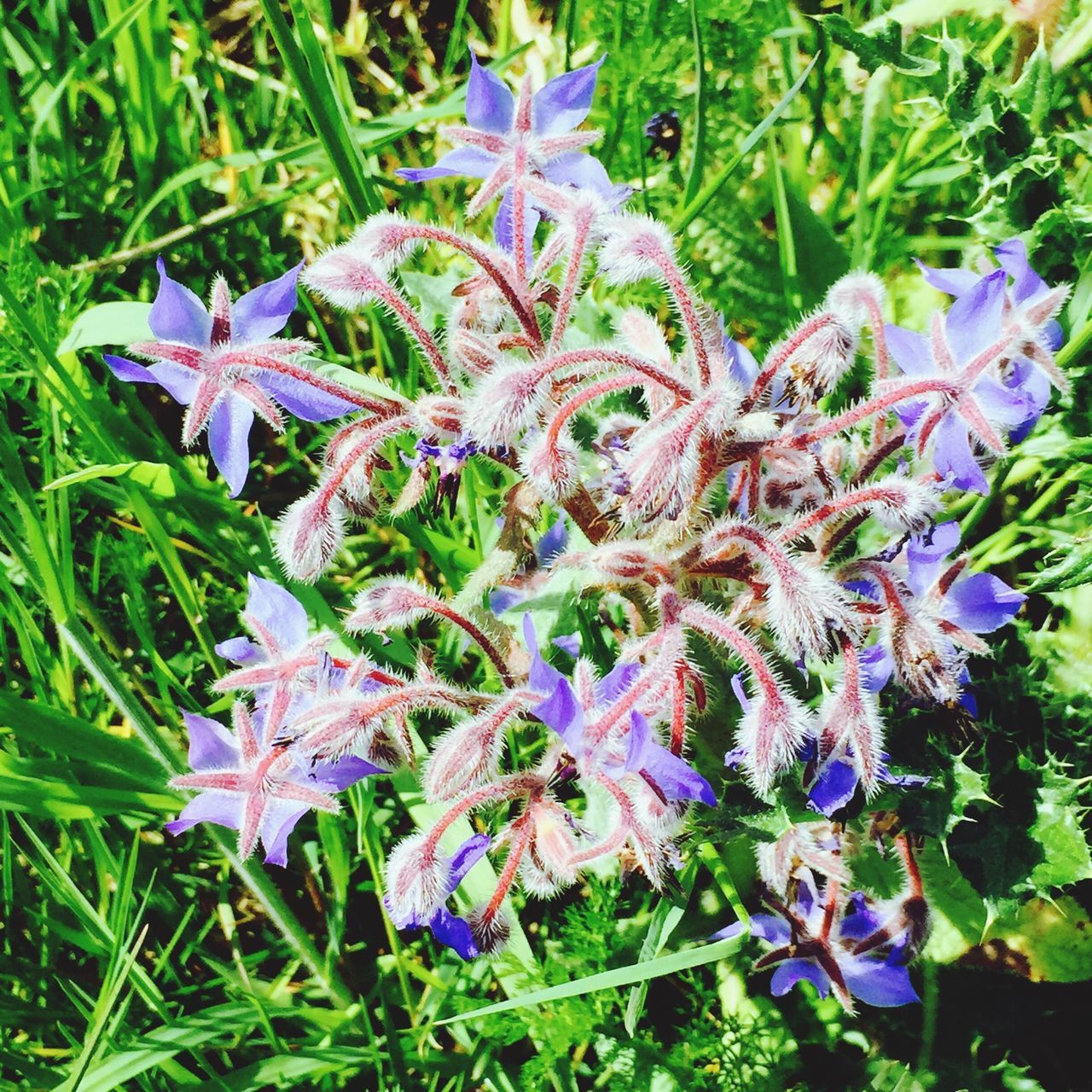 flower, purple, freshness, growth, fragility, beauty in nature, plant, petal, nature, blooming, close-up, field, leaf, flower head, high angle view, in bloom, day, green color, outdoors, focus on foreground