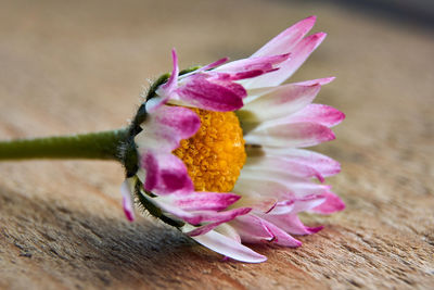 Close-up of pink flower on table