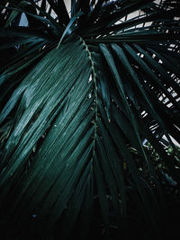 Full frame shot of palm leaves