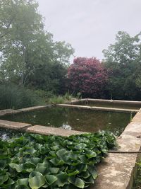 Scenic view of lake by trees against sky