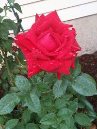 Close-up of red rose