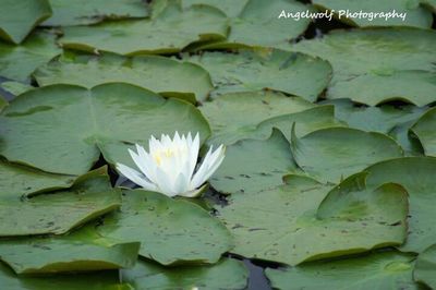 Close-up of lotus water lily in pond