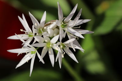 Close-up of white flowering plant