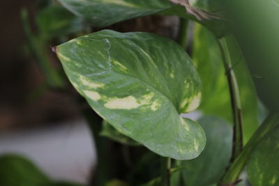 Close-up of wet leaves