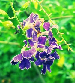 Close-up of purple flowers