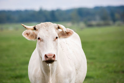 mammal