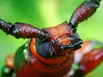 Close-up of insect