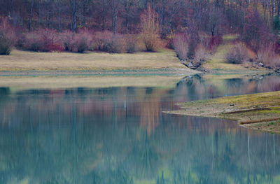 Scenic view of lake by trees in forest