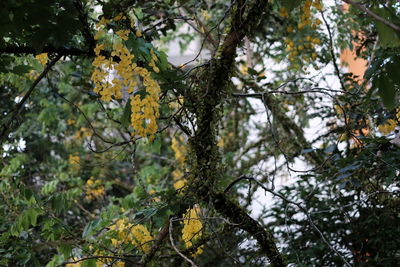 Low angle view of flower tree