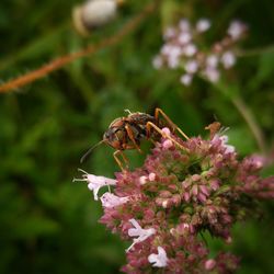 Close-up of bee pollinating on pink flower