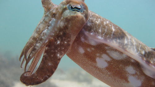 Close-up of fish swimming in sea